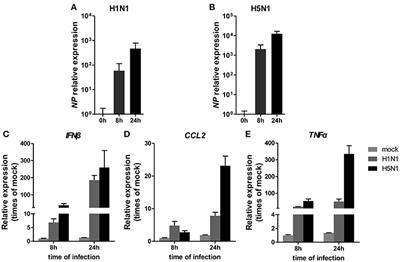 miR-21-3p Regulates Influenza A Virus Replication by Targeting Histone Deacetylase-8